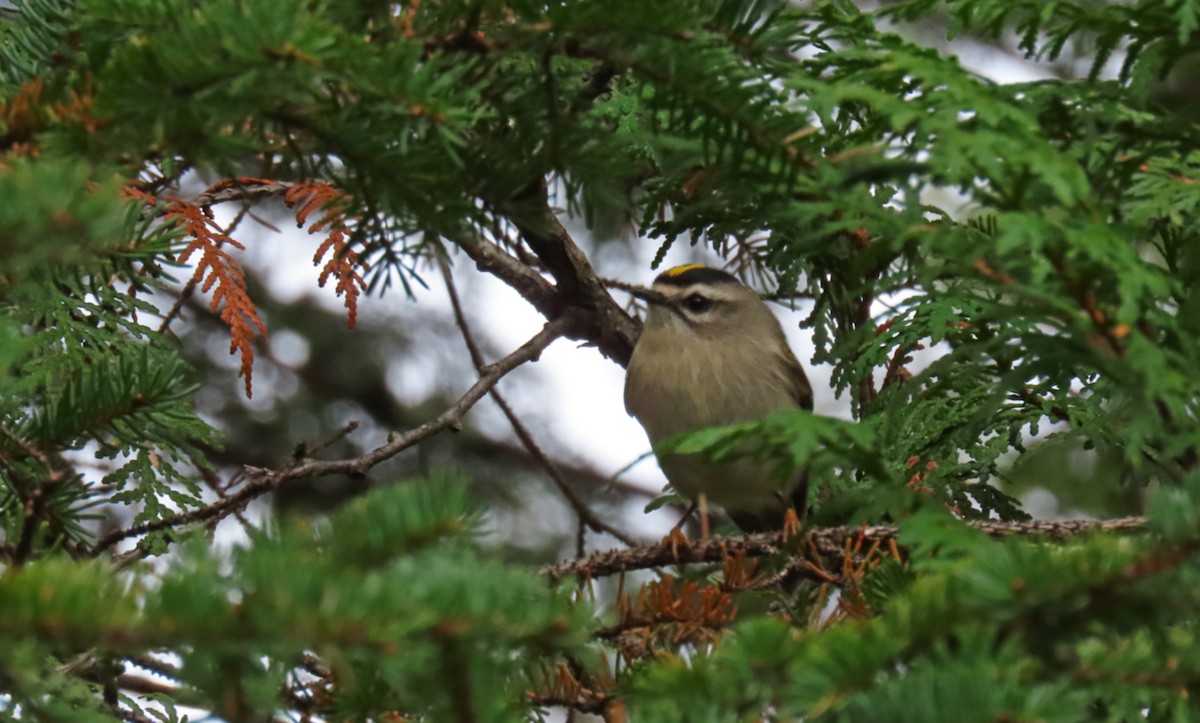 Golden-crowned Kinglet - ML644111611