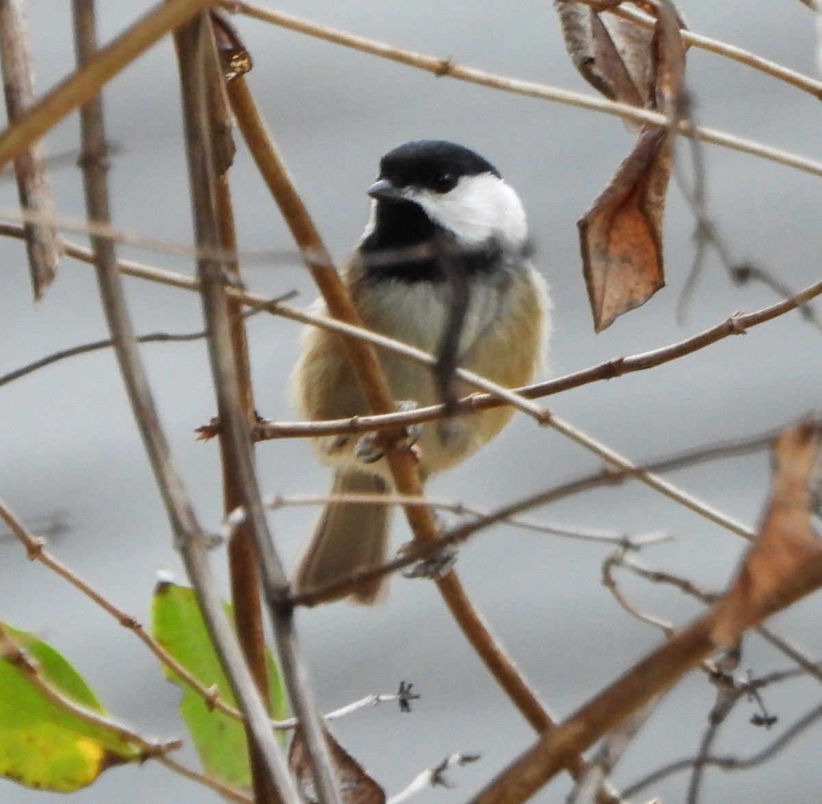 Carolina Chickadee - ML644111612