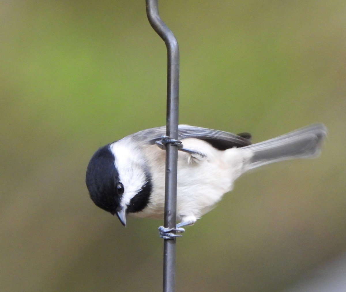 Carolina Chickadee - ML644111613