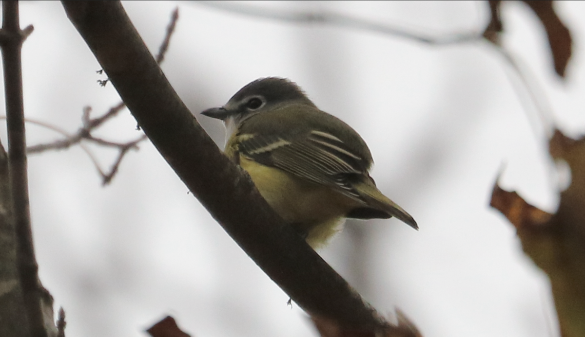 Blue-headed Vireo - ML644111622