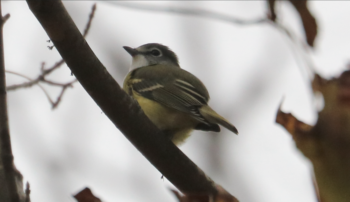 Blue-headed Vireo - ML644111623