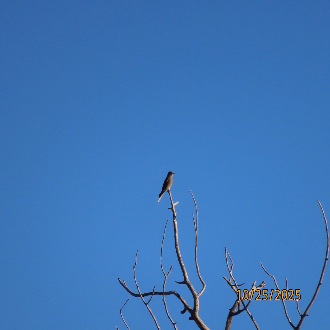 Townsend's Solitaire - ML644111677