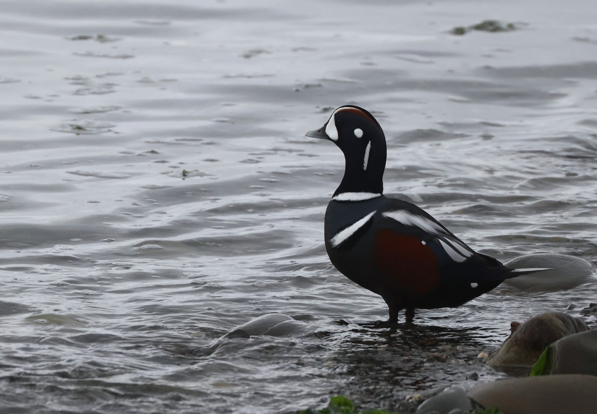 Harlequin Duck - ML644111684