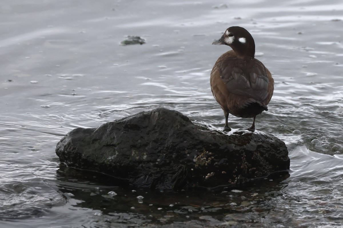 Harlequin Duck - ML644111685