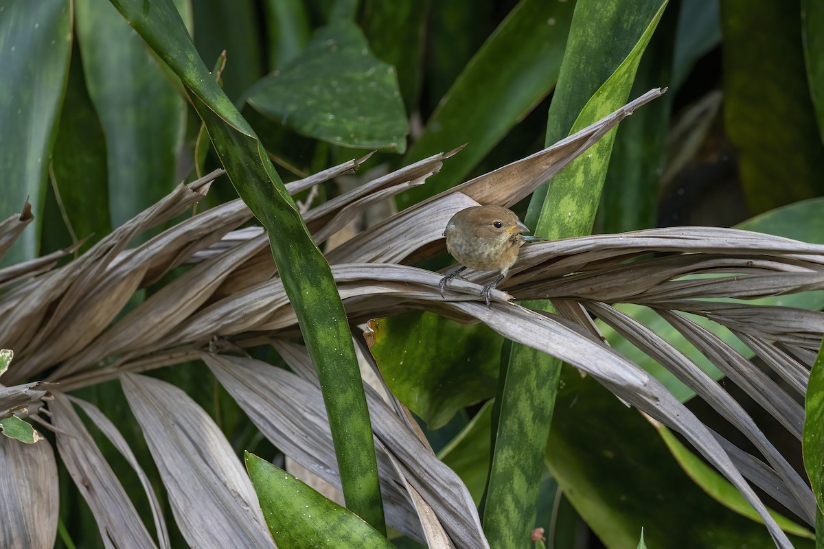 Indigo Bunting - ML644111695