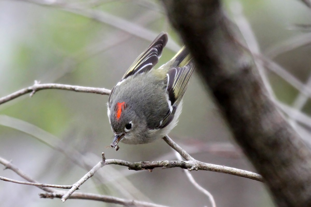 králíček americký - ML644111698