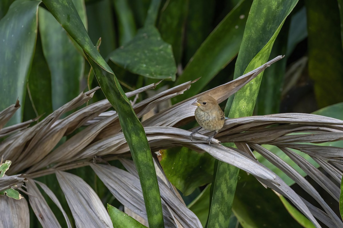 Indigo Bunting - ML644111701