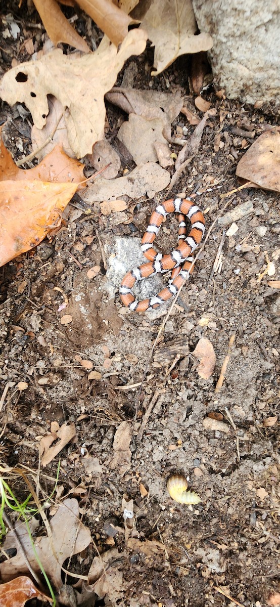 Eastern Milksnake - ML644111702