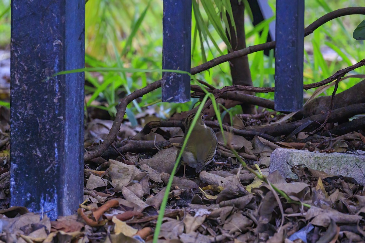 カマドムシクイ - ML644111710