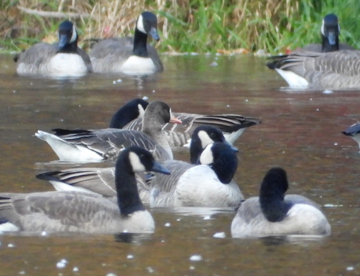 eBird Checklist - 25 Oct 2025 - Broad Brook Mill Pond - 12 species