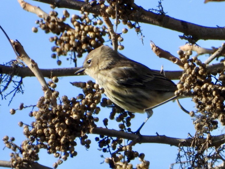 Yellow-rumped Warbler - ML644111729