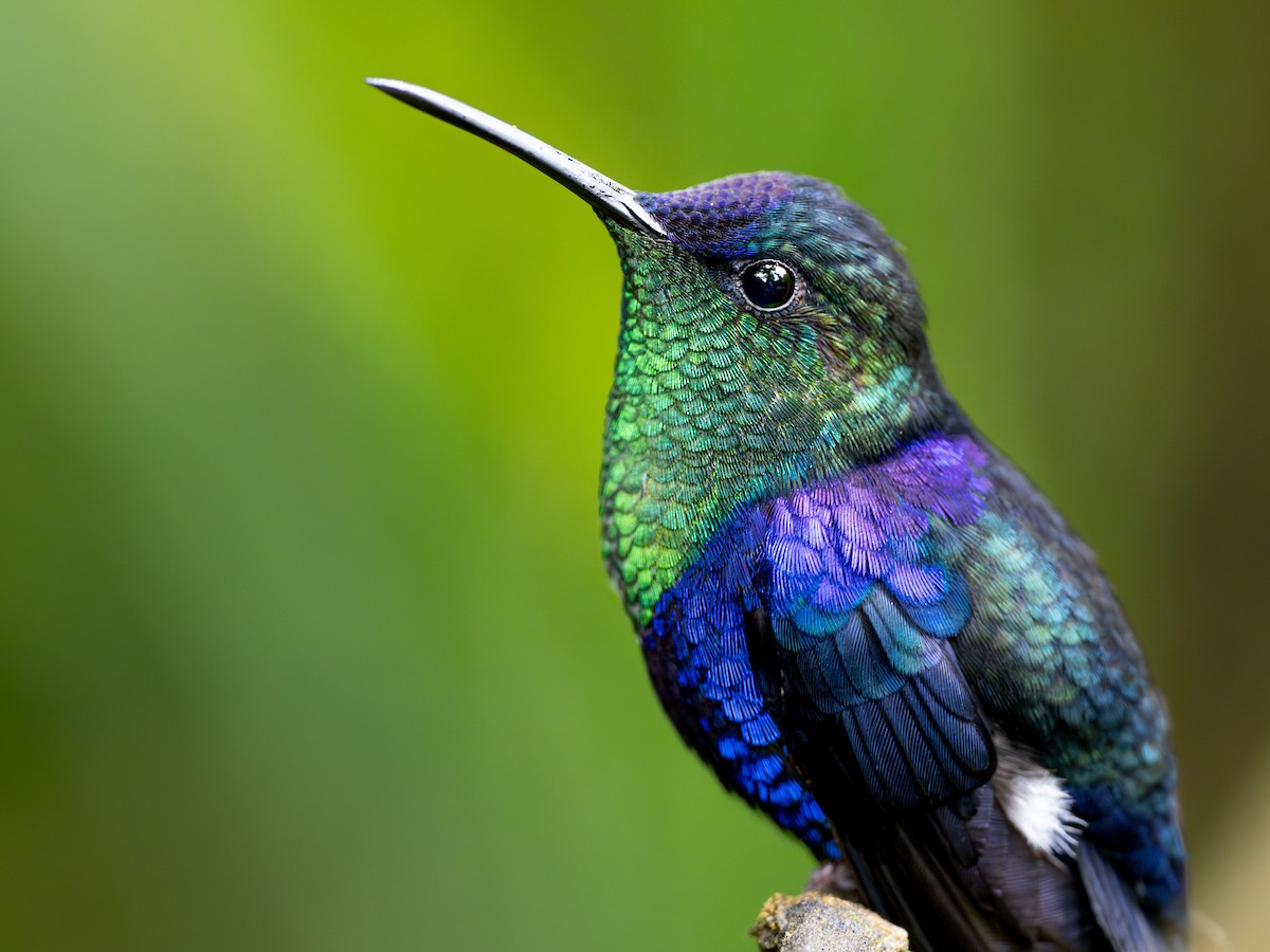 kolibřík vidloocasý - ML644111749