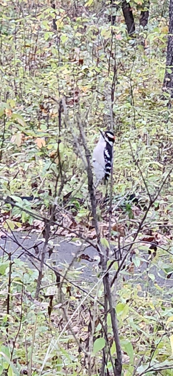 Yumuşak Tüylü Ağaçkakan - ML644111756