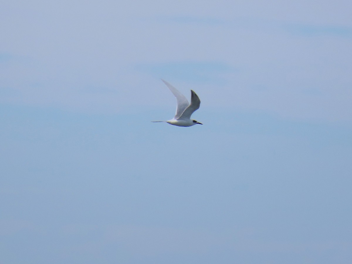 Forster's Tern - ML644111761