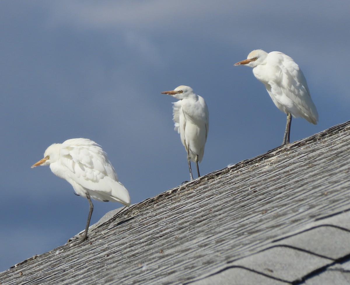 Western Cattle-Egret - ML644111767