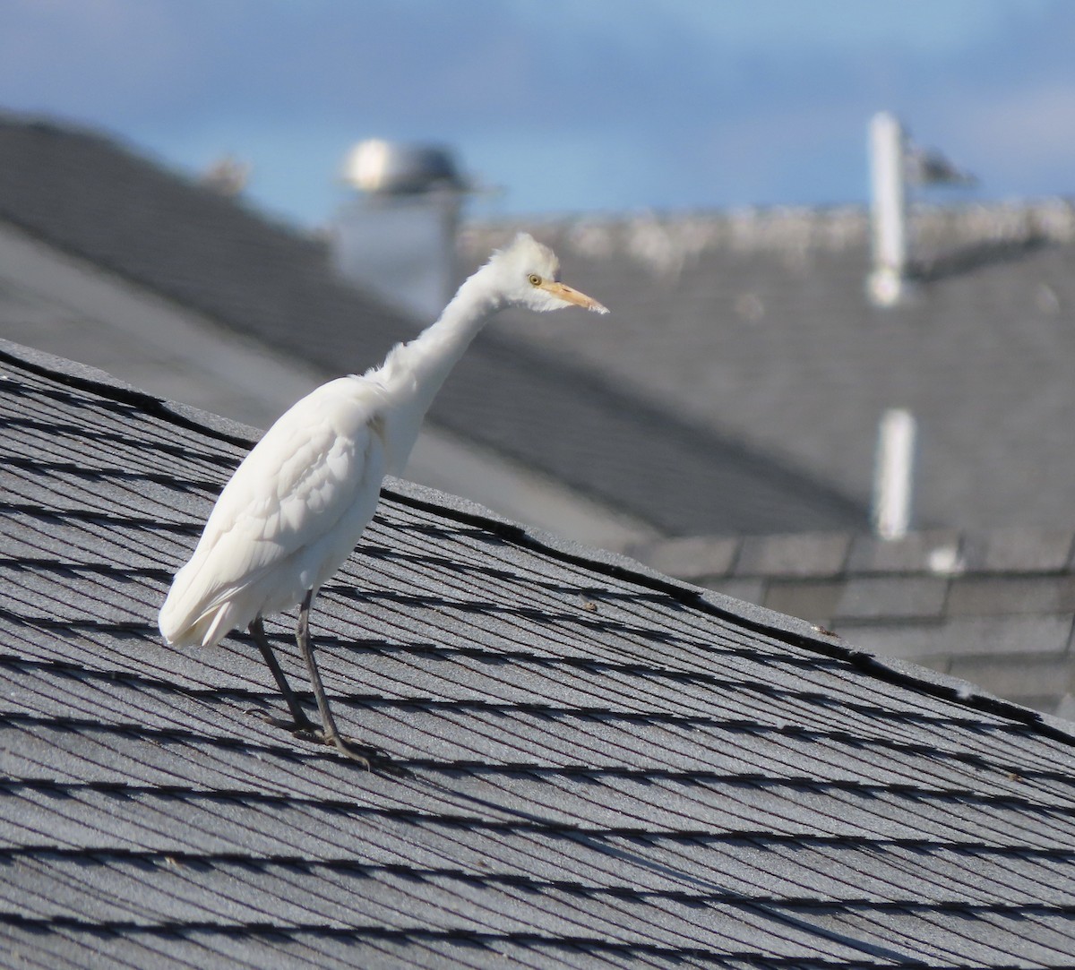 Western Cattle-Egret - ML644111768