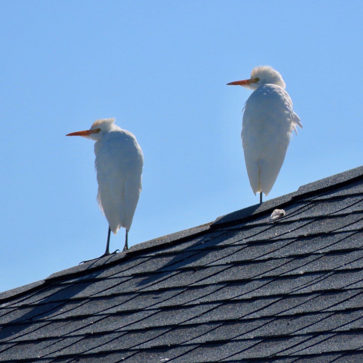 Western Cattle-Egret - ML644111769