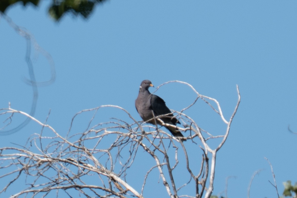 Band-tailed Pigeon - ML644111771