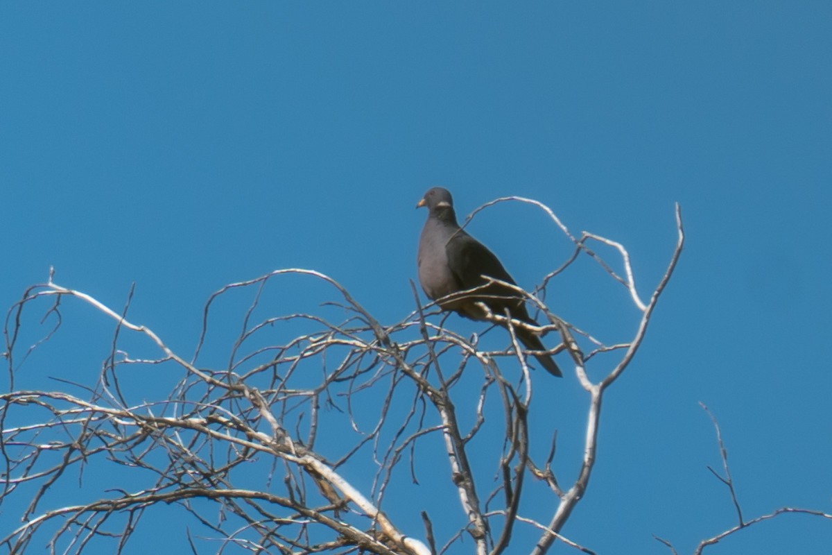 Band-tailed Pigeon - ML644111772