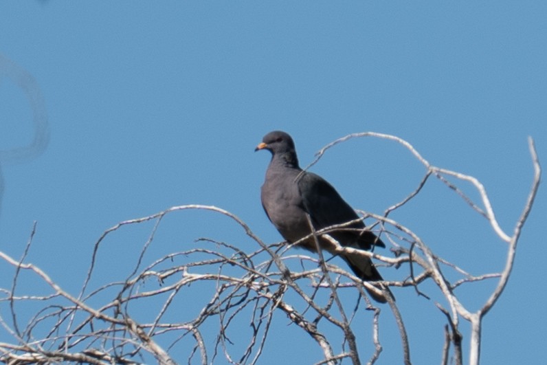 Band-tailed Pigeon - ML644111773