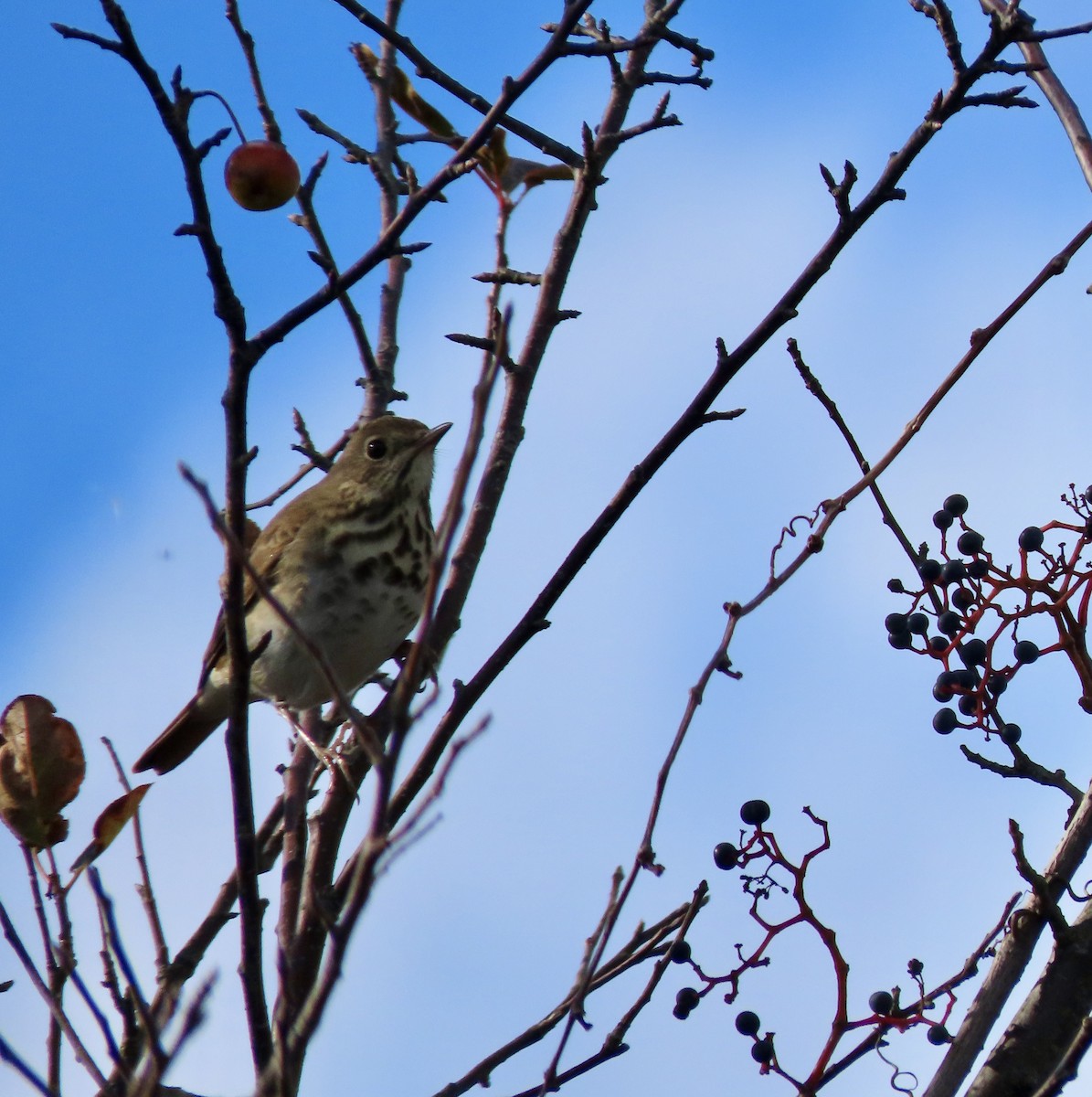 Hermit Thrush - ML644111781