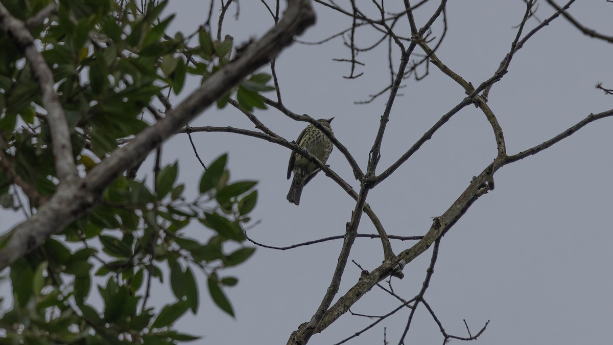 Sharpbill - ML644111789