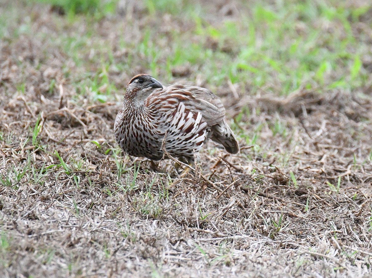 Francolin d'Erckel - ML644111803
