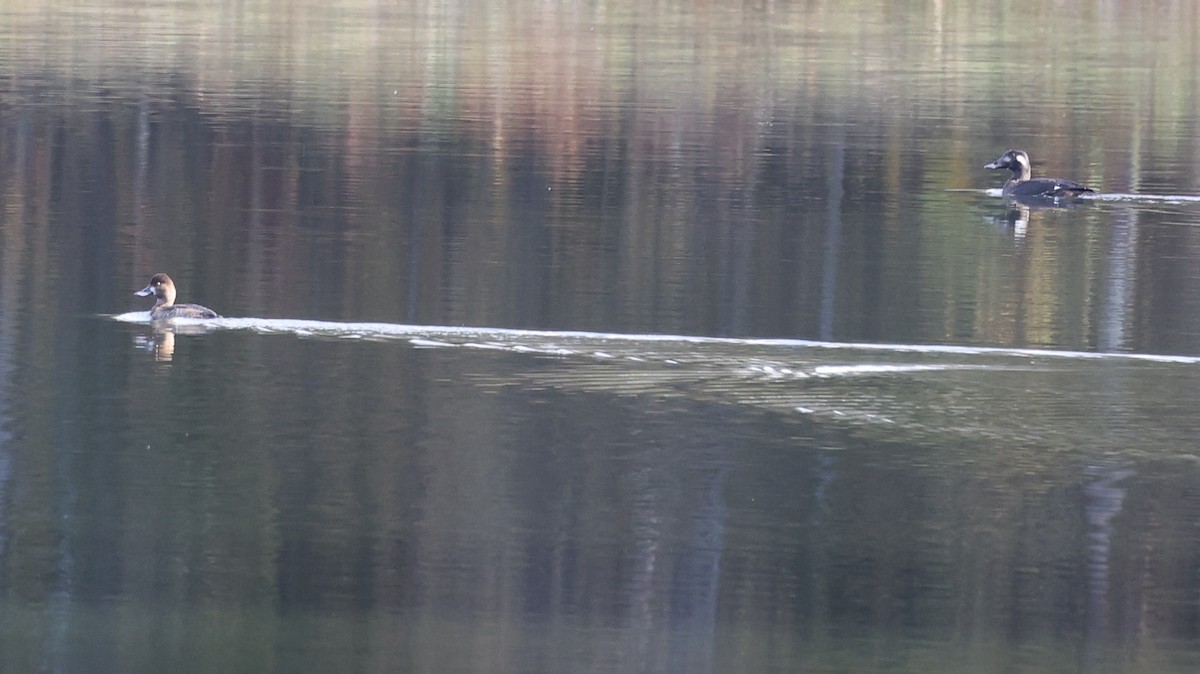 Greater Scaup - ML644111820