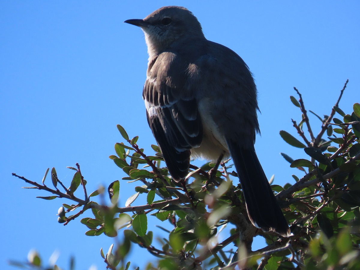 Пересмішник багатоголосий - ML644111855