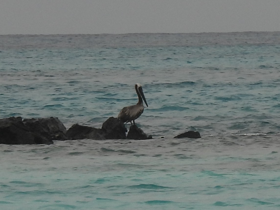 Brown Pelican - ML644111873