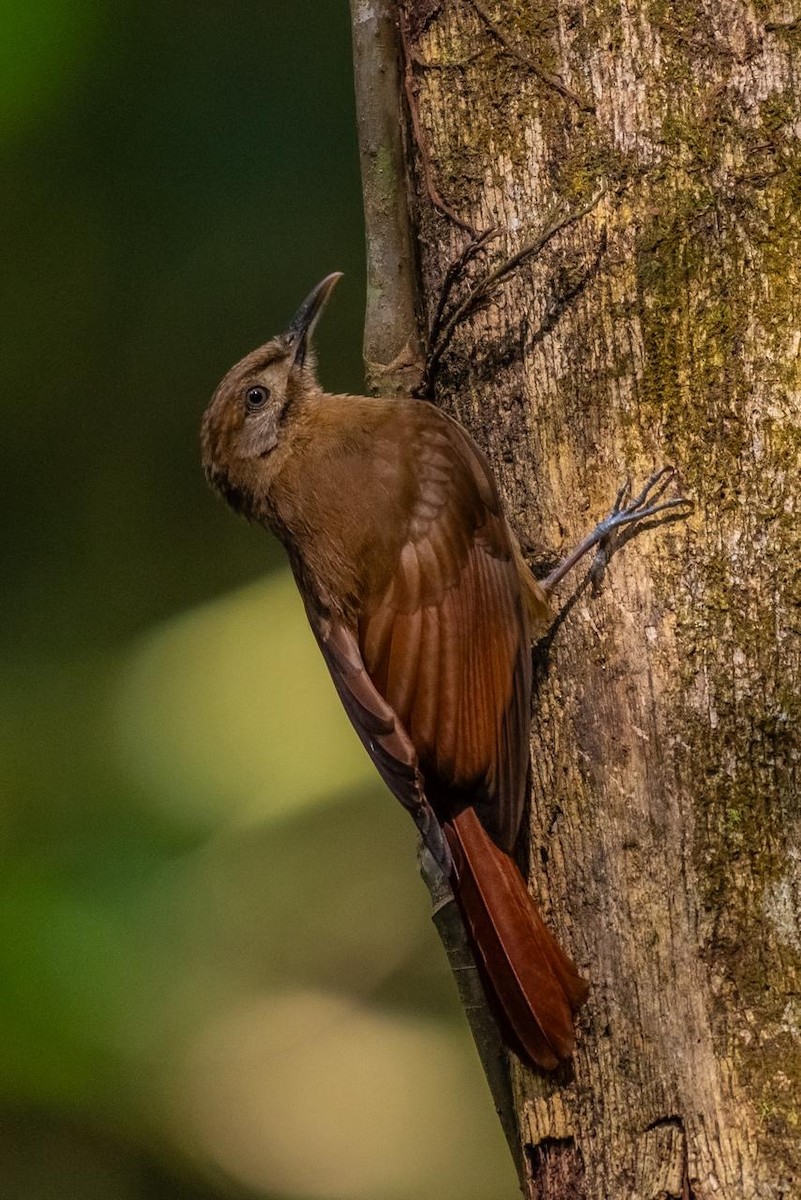 sepiatreløper - ML644111874