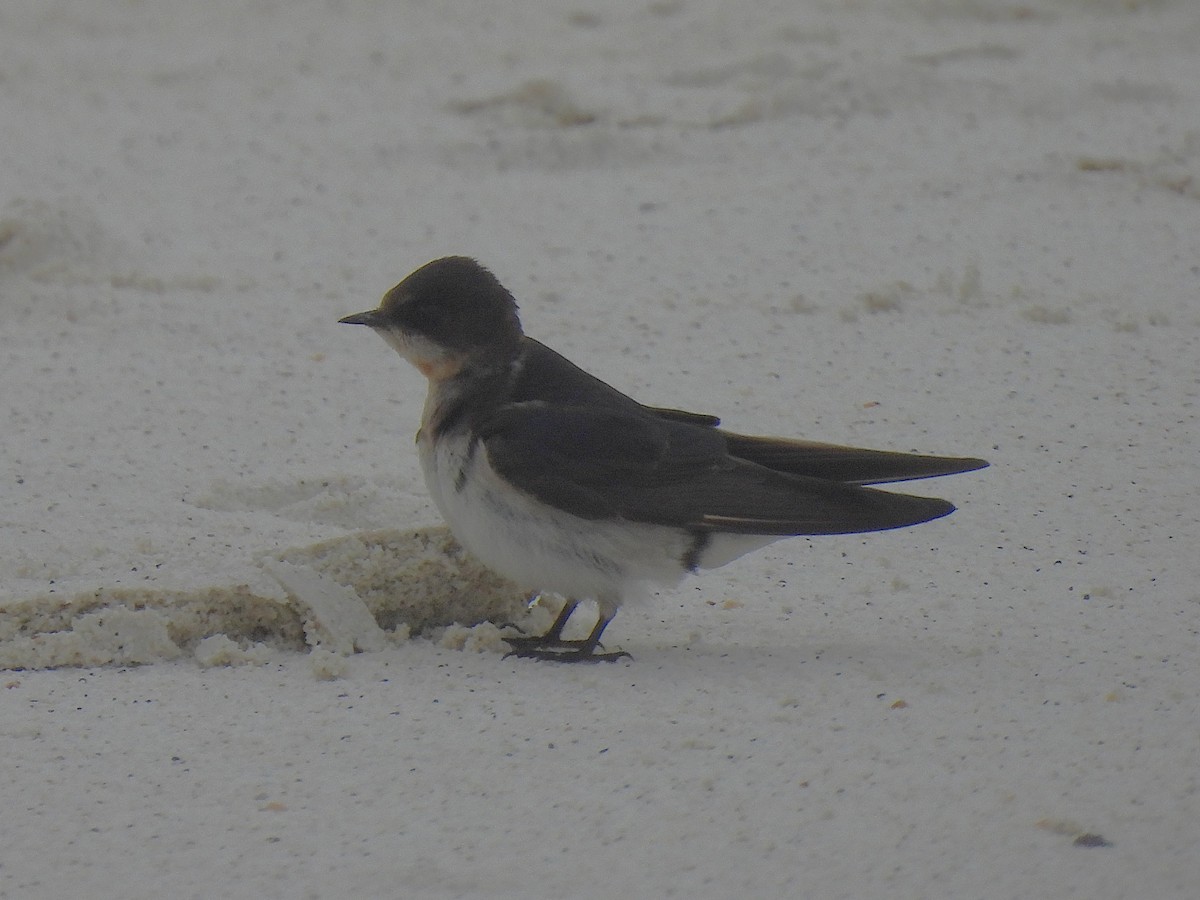 Barn Swallow - ML644111885