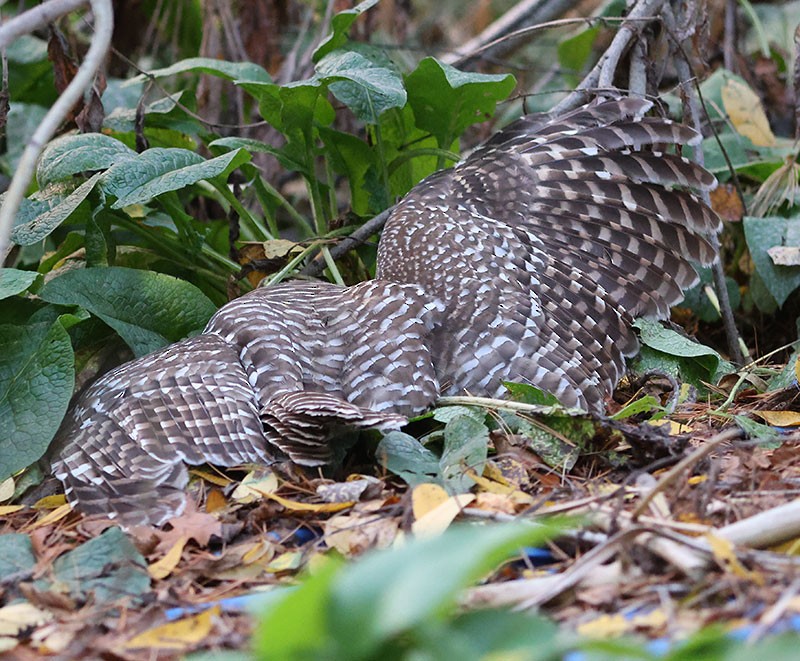 Barred Owl - ML644111887