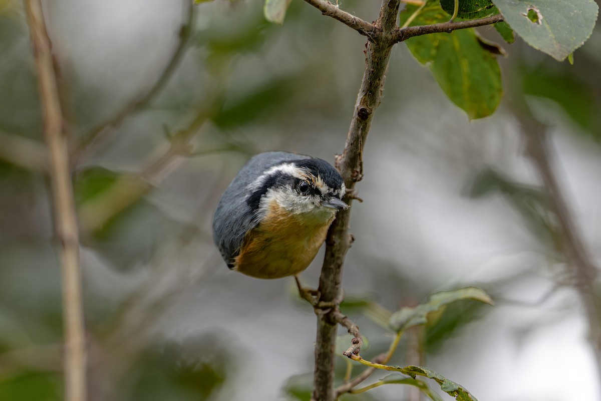 Sittelle à poitrine rousse - ML644111890