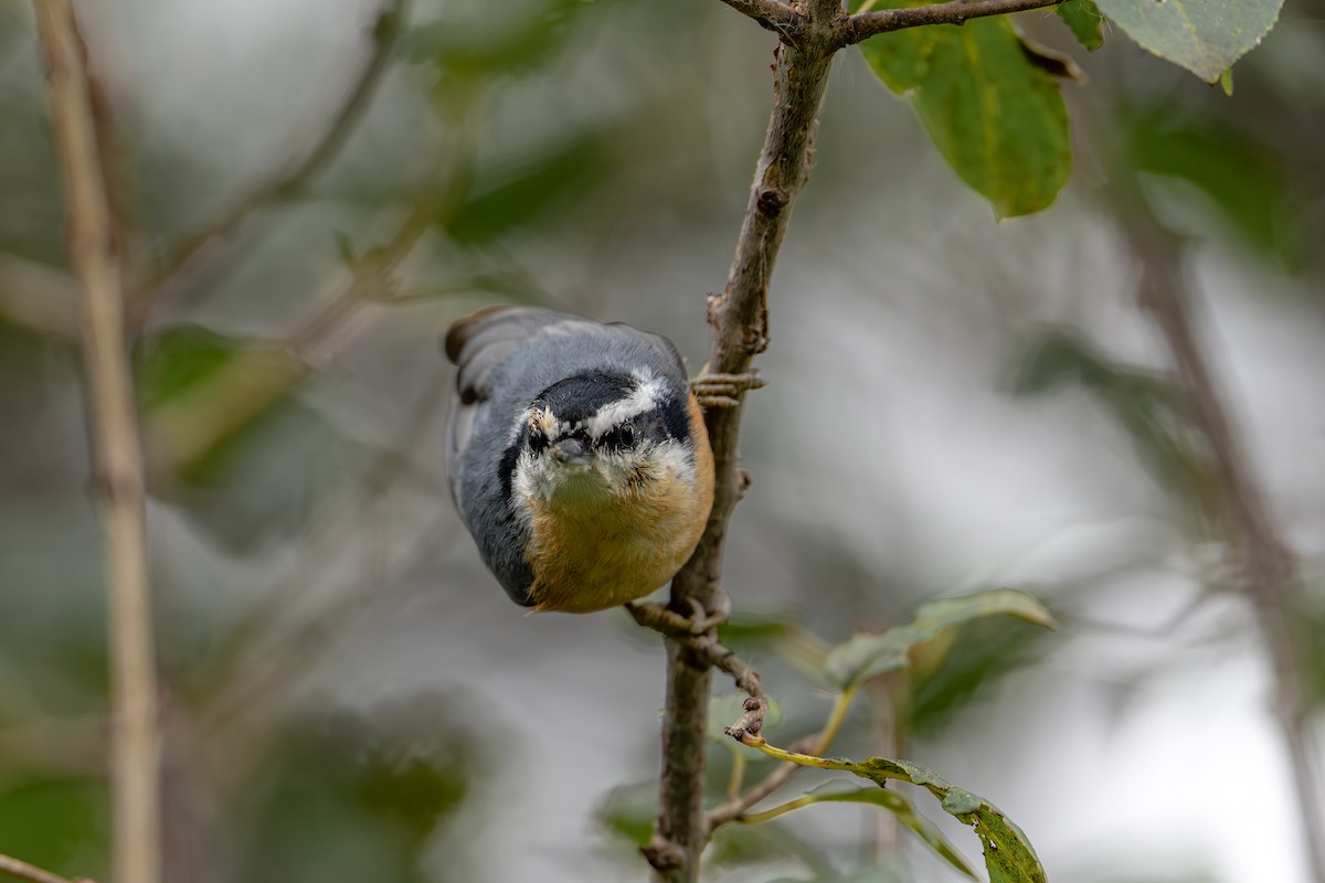 Sittelle à poitrine rousse - ML644111896