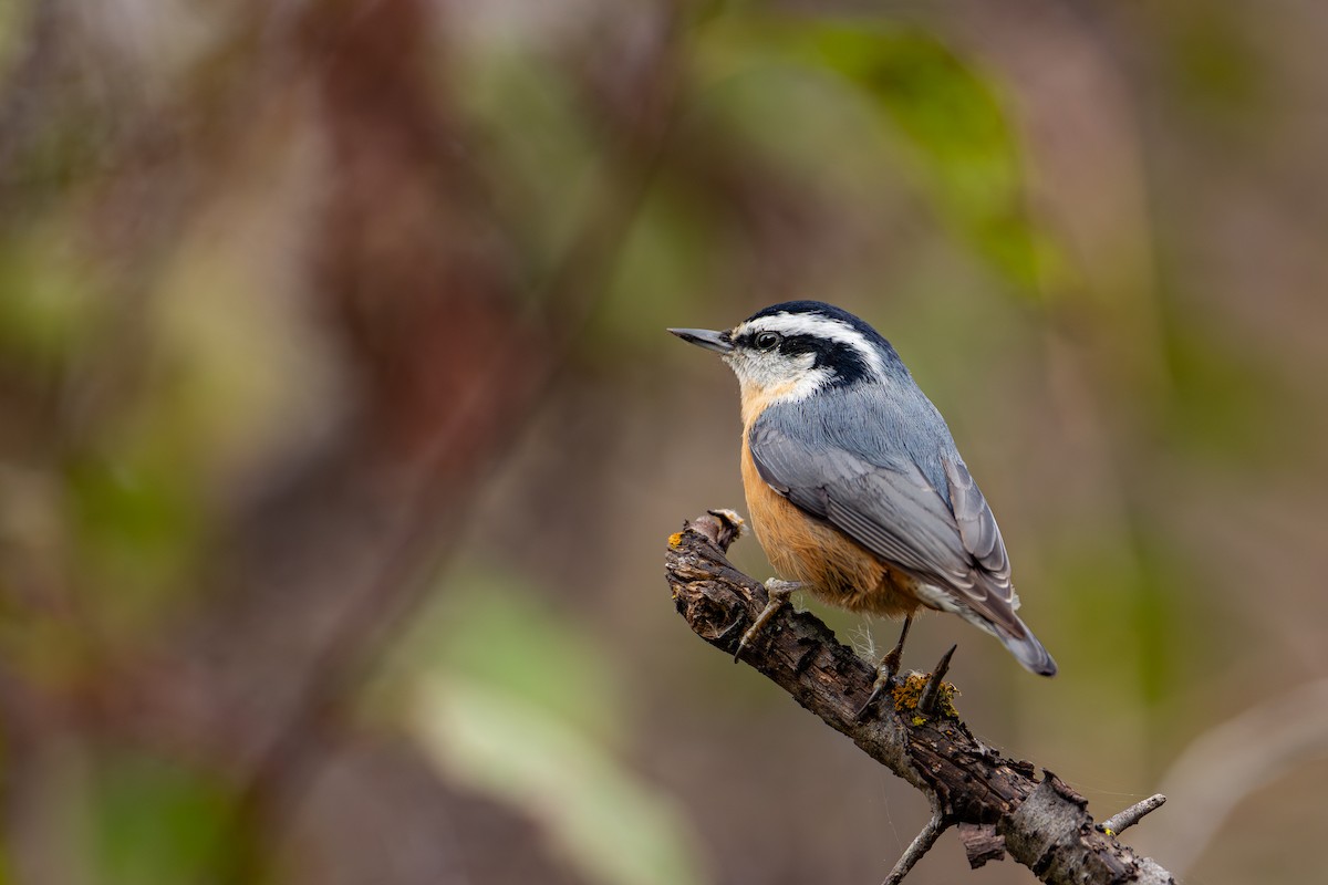 Sittelle à poitrine rousse - ML644111897