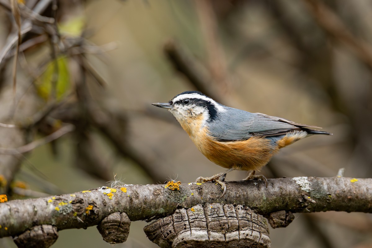Sittelle à poitrine rousse - ML644111898
