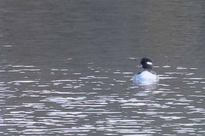 Bufflehead - ML644111901