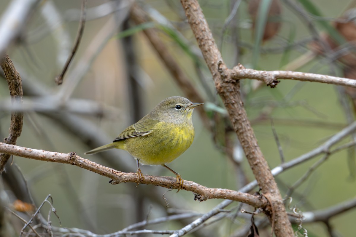 Paruline verdâtre - ML644111908
