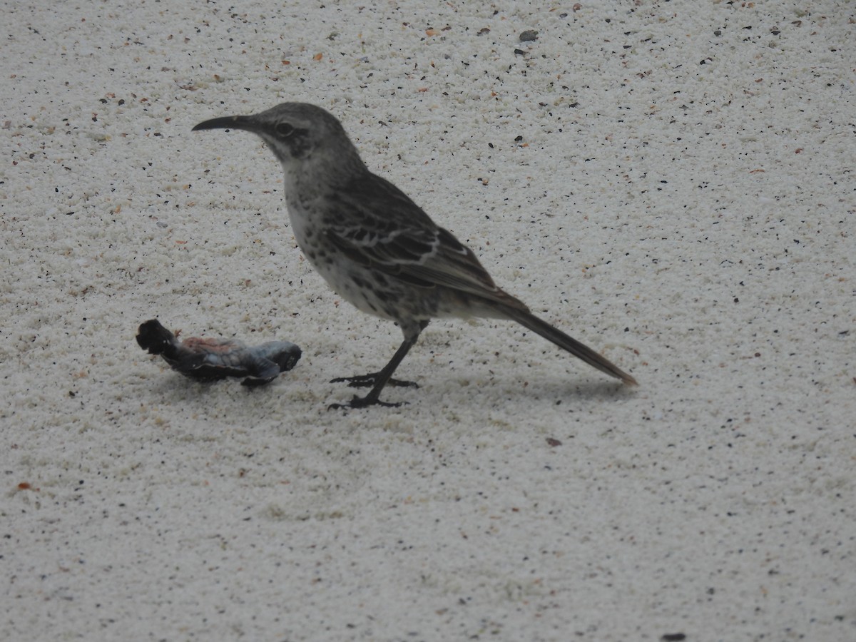 Española Mockingbird - ML644111913