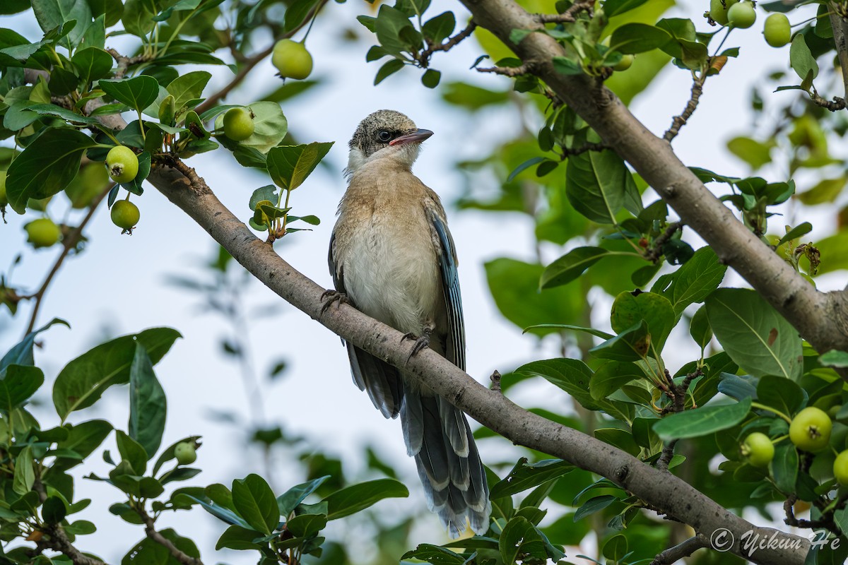 Mavi Saksağan - ML644111914