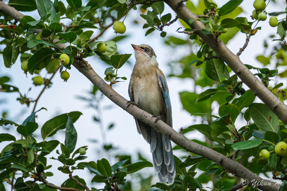 Mavi Saksağan - ML644111916