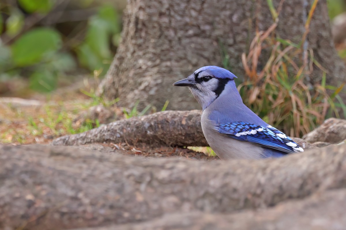 Blue Jay - ML644111934