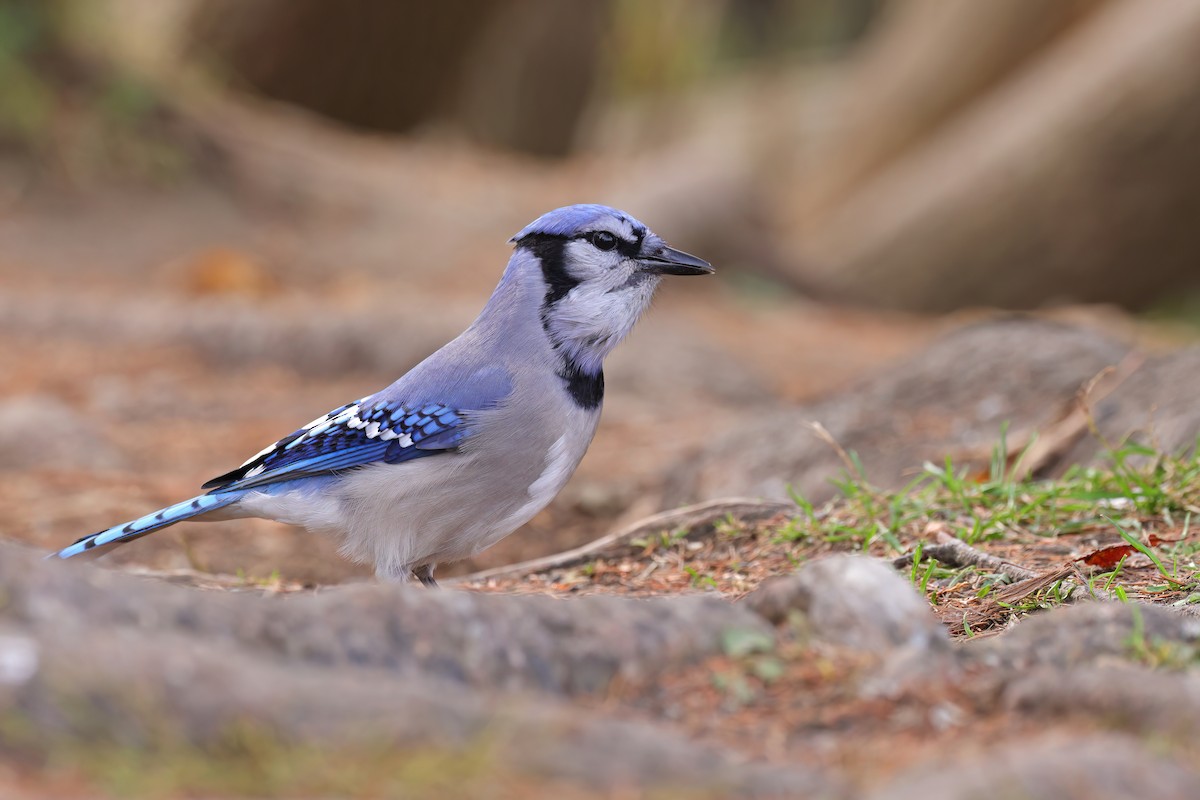 Blue Jay - ML644111935