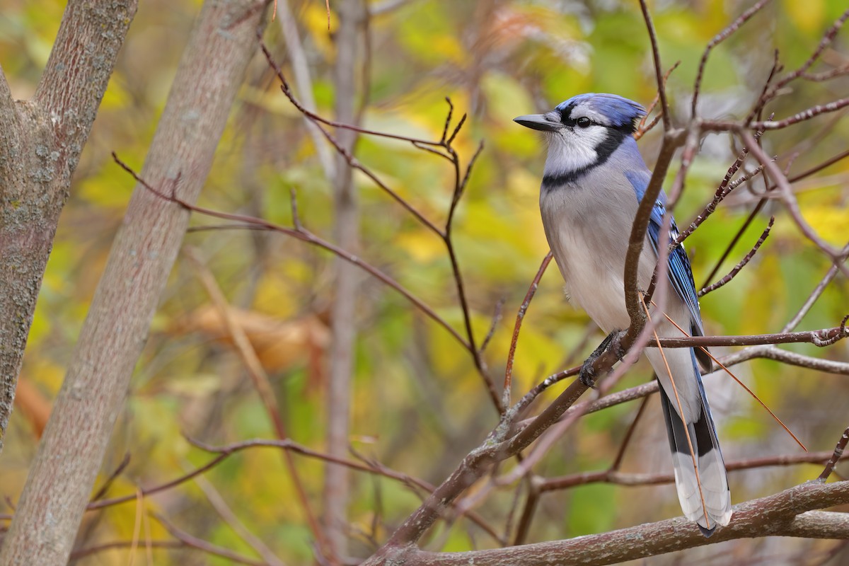 Blue Jay - ML644111936