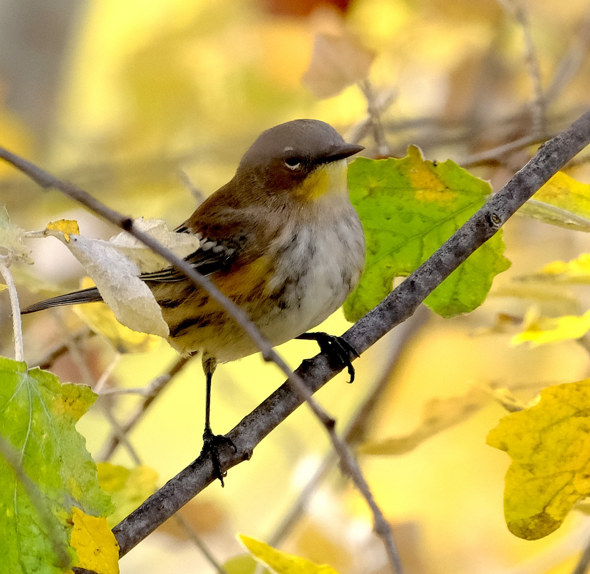 Yellow-rumped Warbler - ML644111937