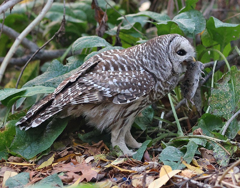 Barred Owl - ML644111943