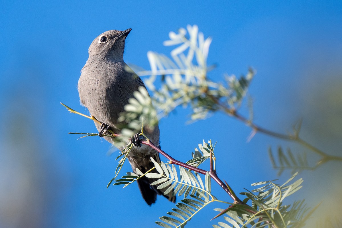 Townsend's Solitaire - ML644111980