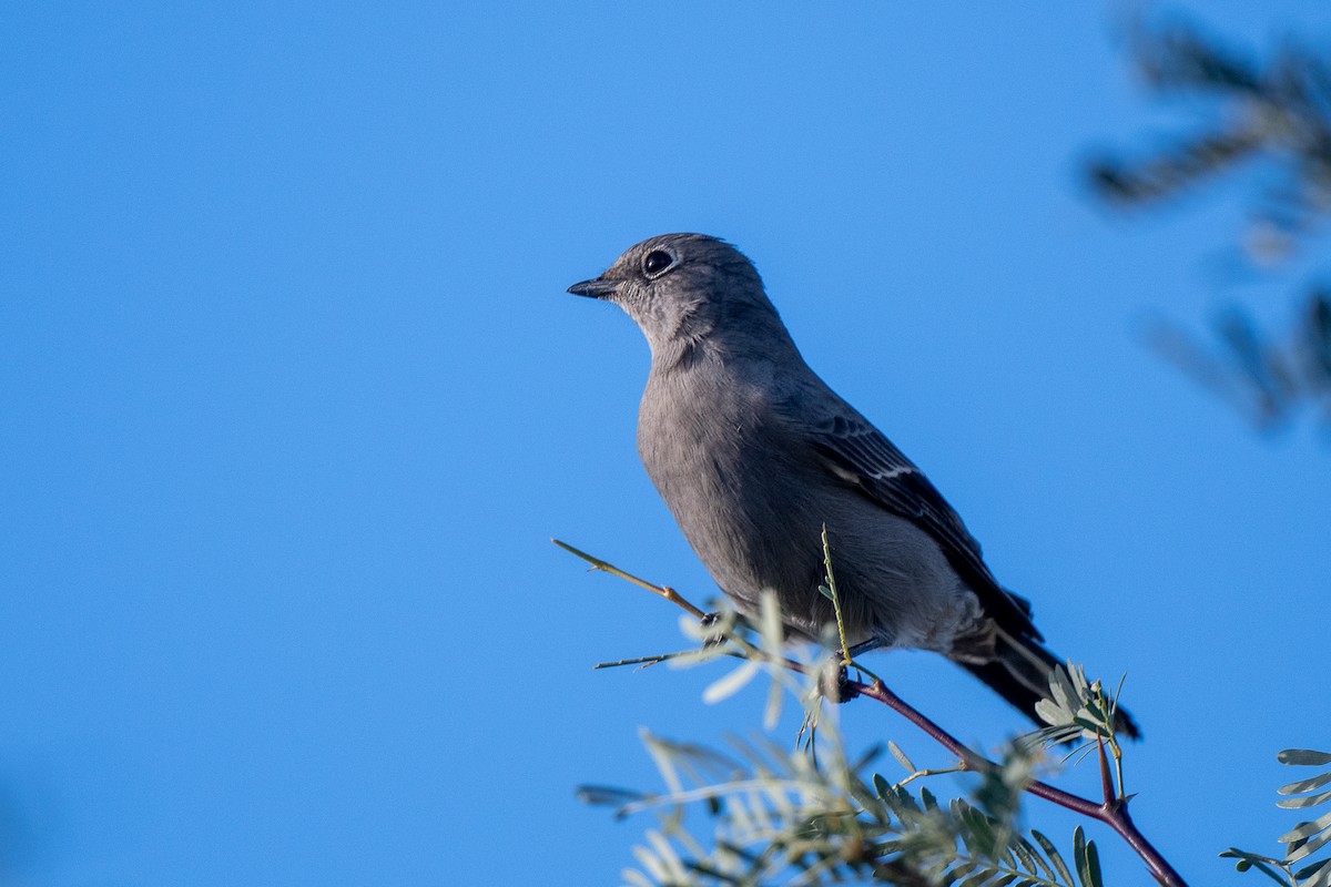 Townsend's Solitaire - ML644111981
