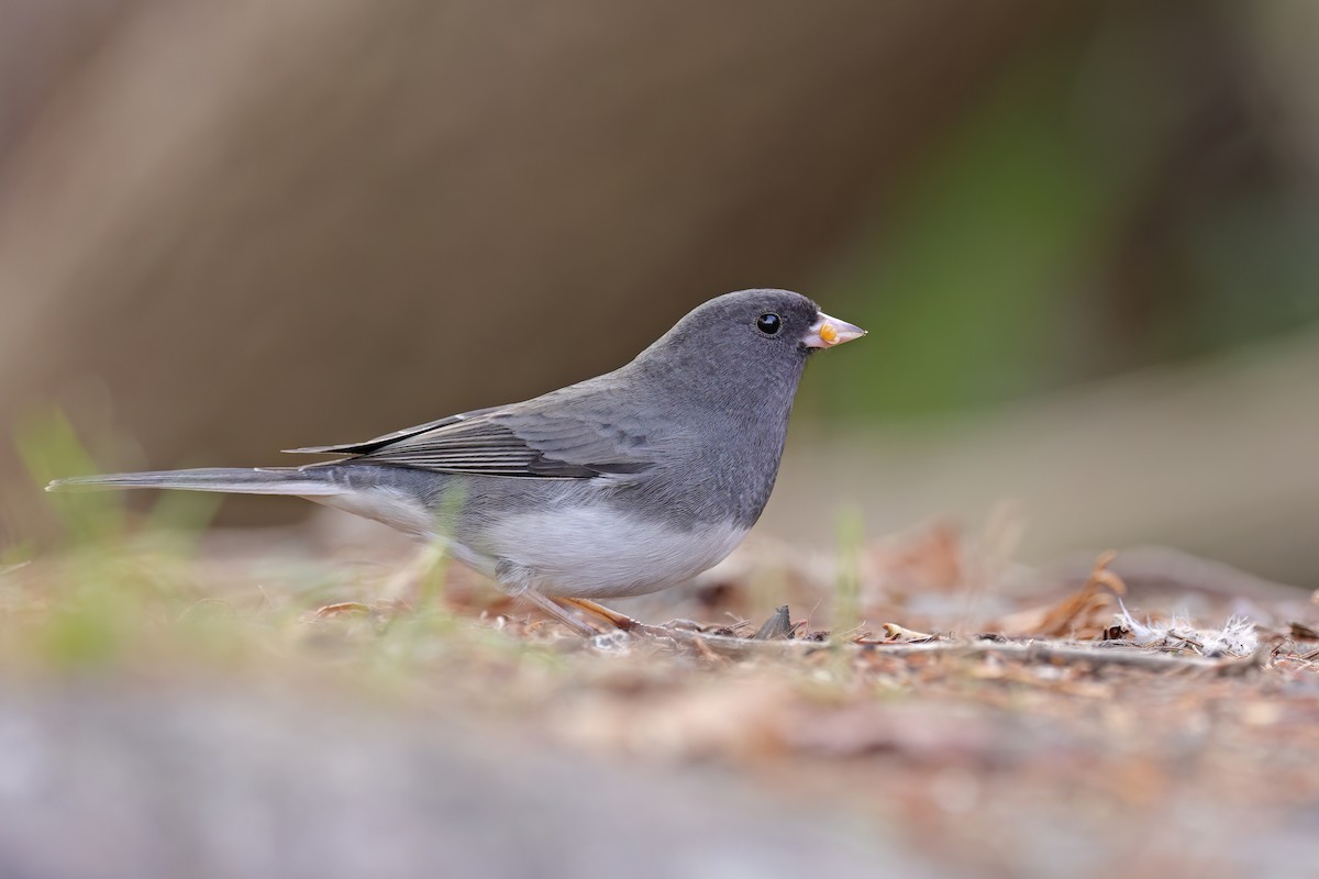 יונקו כהה-עין - ML644112000